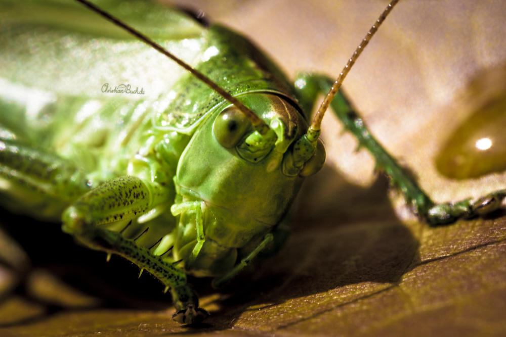 großes grünes Heupferd