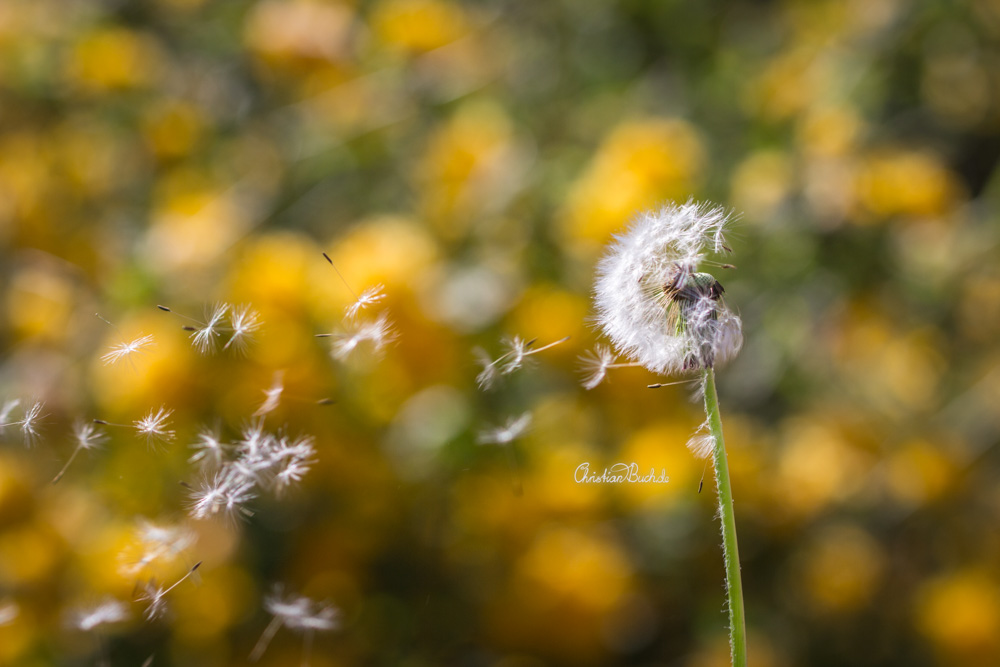 Pusteblume