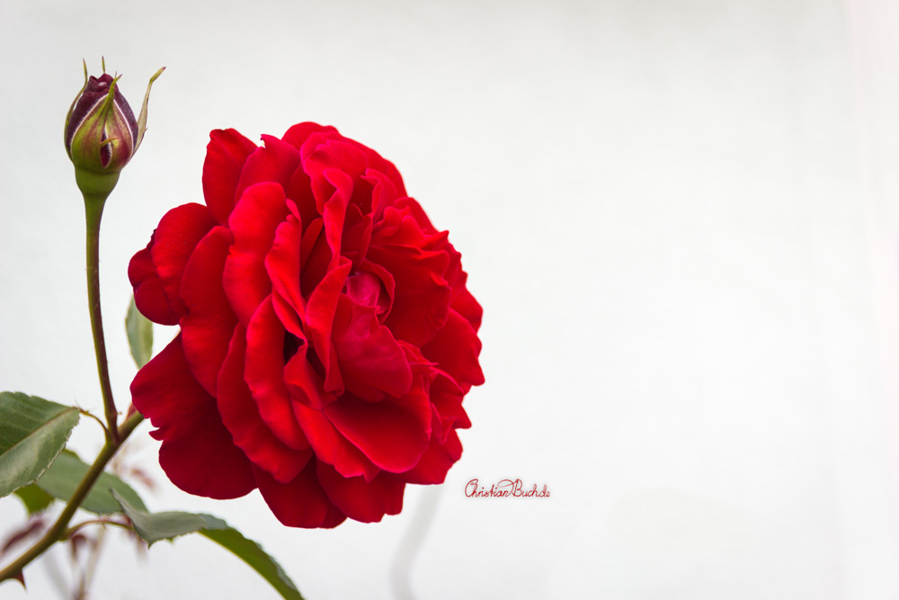 Rote Rose