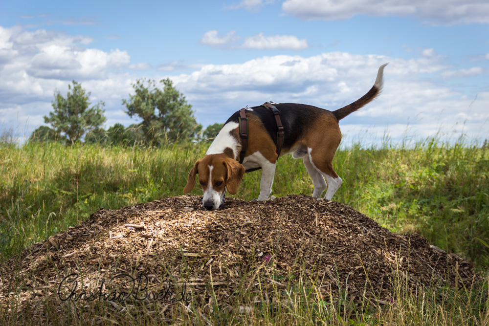 Lieblingsbeschäftigung