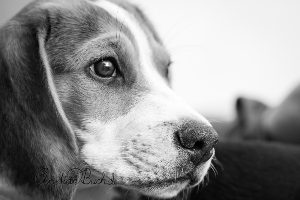 IMG 8885 - Selbstportrait