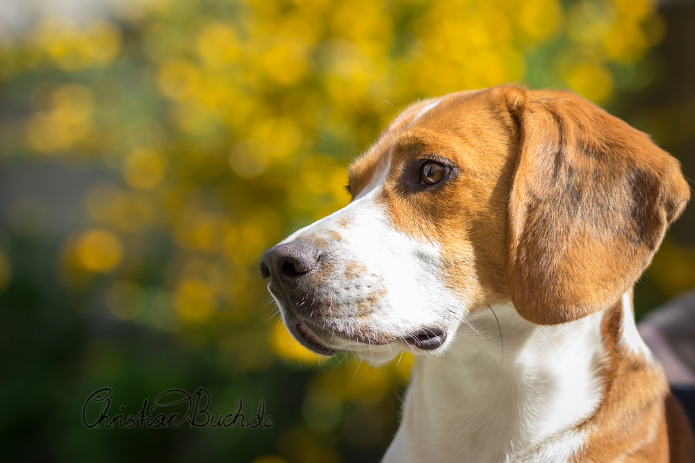 Porträt von Pico (ca. 10 Monate alt)