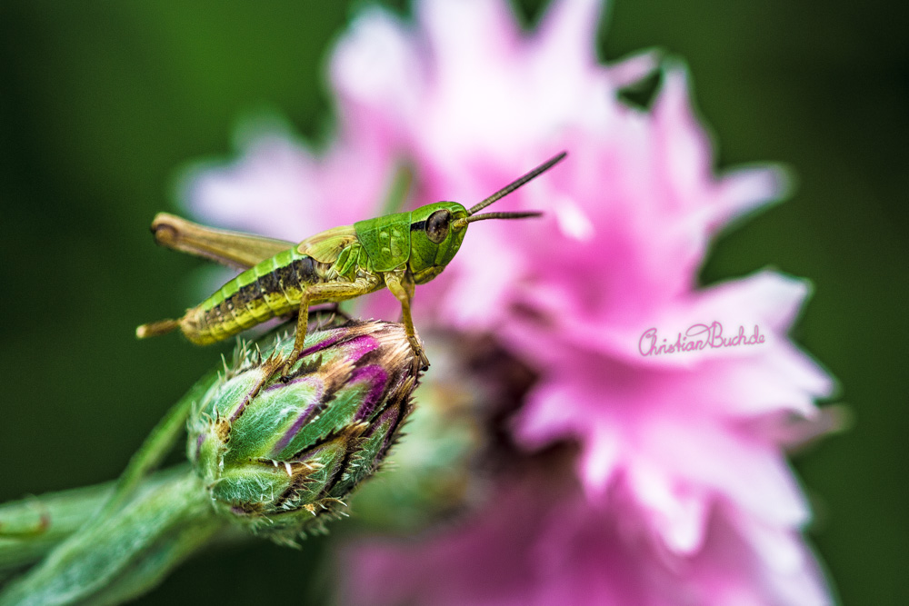 Grashüpfer sitzt auf einer Blüte