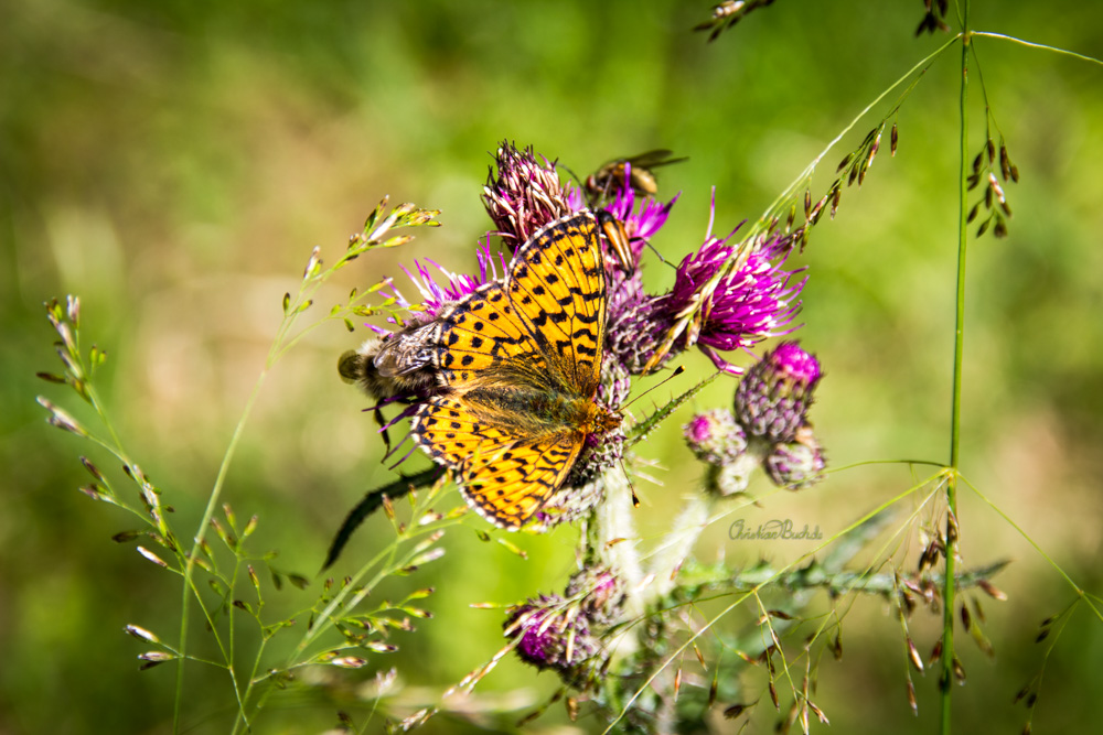 Kleiner Perlmuttfalter